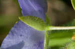 Virginia spiderwort